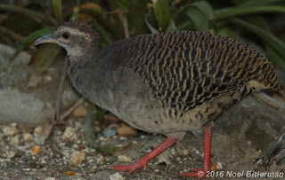 Pale-browed Tinamou