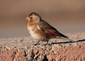 African Crimson-winged Finch - Morocco