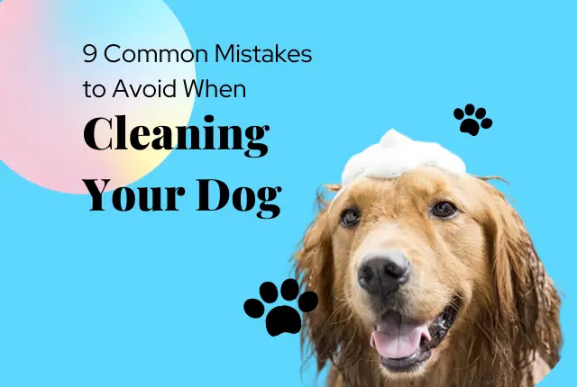 9 Common Mistakes to Avoid When Cleaning Your Dog