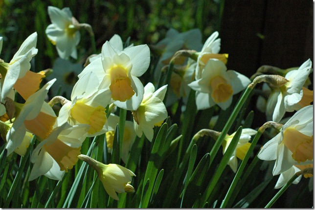 Sunny Spring 126
