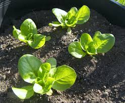 Cách trồng cây xà lách