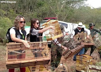 aves, reintrodução de aves, tráfico de animais, tráfico de aves, Alagoas, FPI aprende aves, FPI faz solturas de aves, soltura de aves, fotos de aves, apreensão de aves, Alagoas, Ministério Publico de Alagoas, aves ameaçadas de extinção, birds extiction