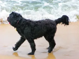Portugese Waterdog