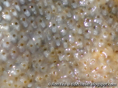 Encrusting Bryozoan