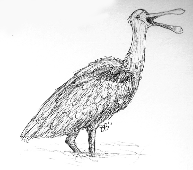 Download Musings of a Biologist and Dog Lover: Drawing Animals: Roseate Spoonbill