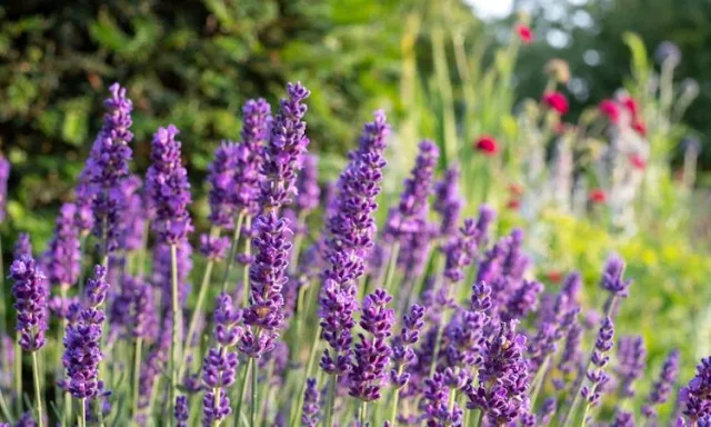 Lavender Plant Vastu Plants