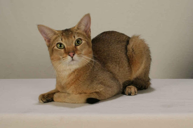 Awesome Chausie Breed Cat picture  