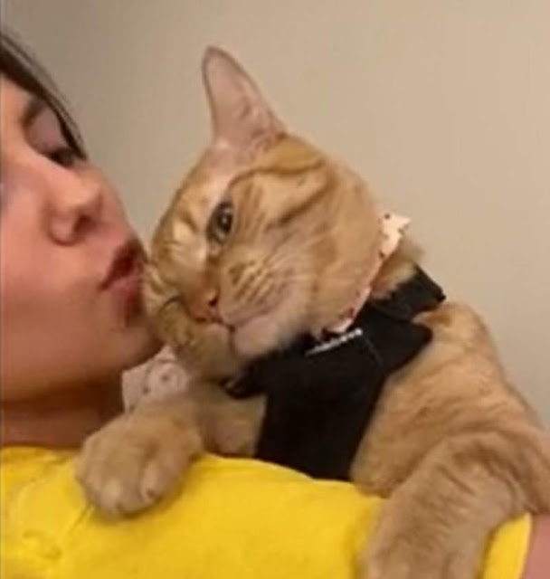 Cat asks for more kisses and gets them