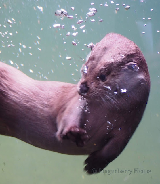 lingonberryhouse, eläimet, animals, photography, valokuvaaminen, ähtäri