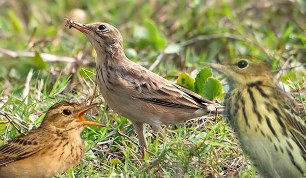  Gambar Burung Branjangan Javanica