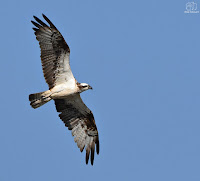 Águila pescadora. (Pandion haliaetus)