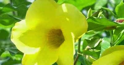 Manfaat Bunga Allamanda cathartica Bagi Kesehatan 