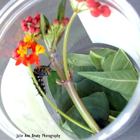 Monarch Butterfly Caterpillar and Egg on Tropical Milkweed