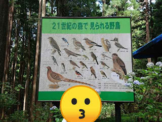 21世紀の森公園 野鳥