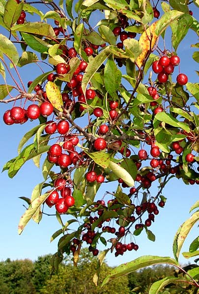 crab apple tree (Malus 'Prairie fire')