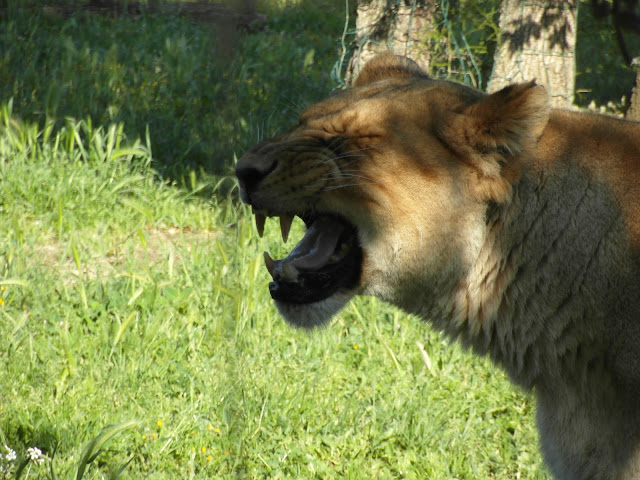 VISITE À PAS DE LOUP AU ZOO DE LA BARBEN