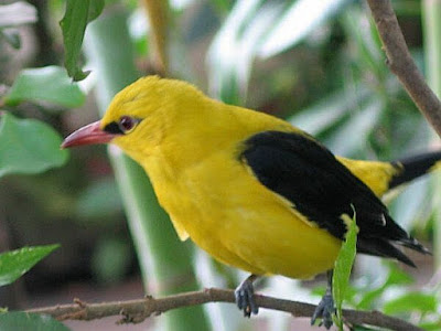 Oriole