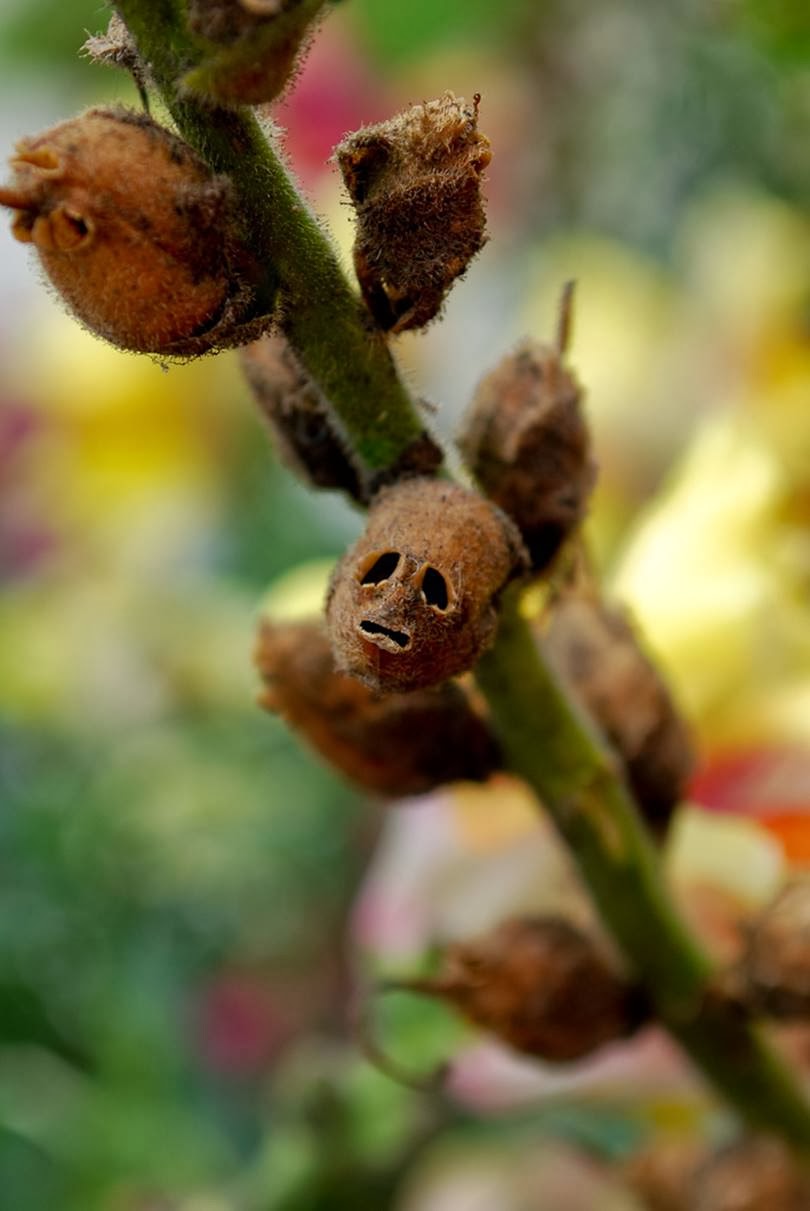 skull flower,  skull flowers,  snapdragon flower skull,  snapdragon skull flower,  snapdragon skulls,  snapdragon skull,  dragon skull flower,  snapdragon pods,  dead snapdragon flower,  skull and flower,  snapdragon flower seed pod,  flowers that look like skulls,  skull orchid,  skull plant,  snapdragon flower dead,  snapdragon dried skulls,  dried snapdragon seed pods,  skull shaped flowers,  dried snapdragon skulls,  dragons skull,  antirrhinum skull,  skull face flower,  snapdragon skull seeds,  plant that looks like skulls,  flowers that look like skulls when they die,  dead snapdragons,  dragon flower dead,  dried snapdragons,  dead snapdragon,  skulls with flowers,  snap dragons dead,  snapdragon dead,  dragon in flowers,  flower skulls,  flower named dragon,  flowers with dragon in the name,  flowers coming out of skull,  snapdragons dead,