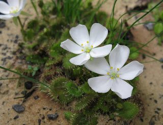 Drosera whittakeri flower