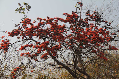 পলাশৰ গছৰ ঔষধীয় গুনৰ বিষয়ে জানেনে? -Palash benefits and uses