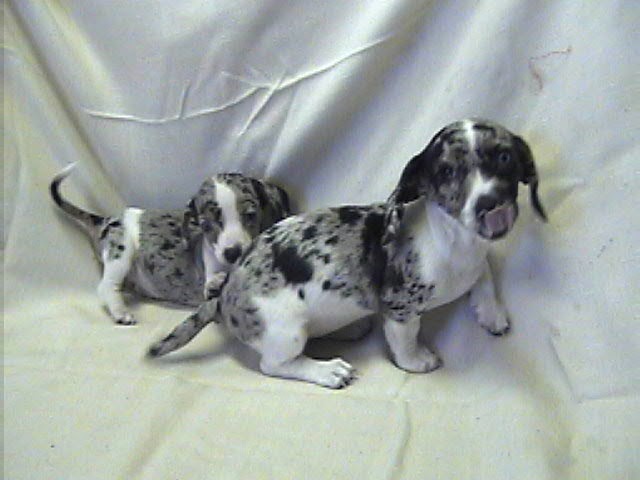 Picture Of A Dachshund: Double Dapple Dachshunds