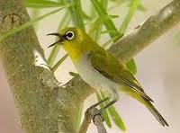 Burung kacamata,Burung pleci,burung kicau kecil