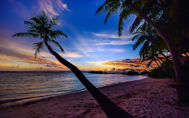 Coconut, Trees, Beach, Clouds, Hd, Sky, Nature Images.