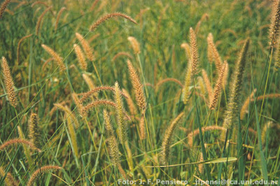 flora del chaco seco