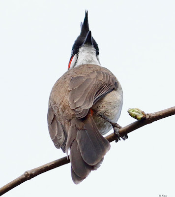 "A medium-sized songbird with a striking look, the Red-whiskered Bulbul (Pycnonotus jocosus). Its brownish plumage, red patch behind the eye, and pronounced red whisker markings distinguish it. Perched on a branch."