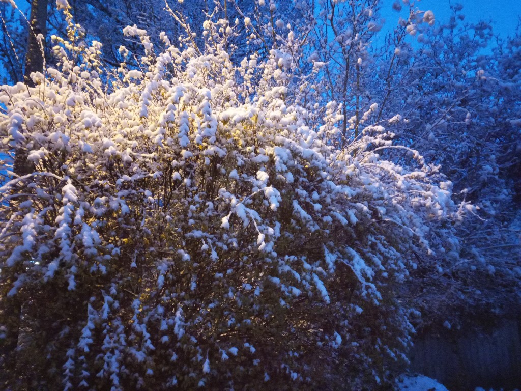 Erster Schnee auf Hecke