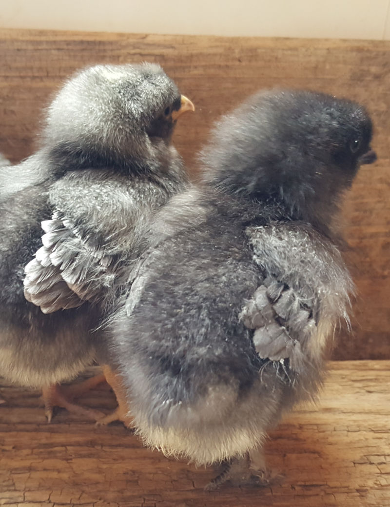 10+ Ways to Figure out if Chicks will be Hens or Roosters photo
