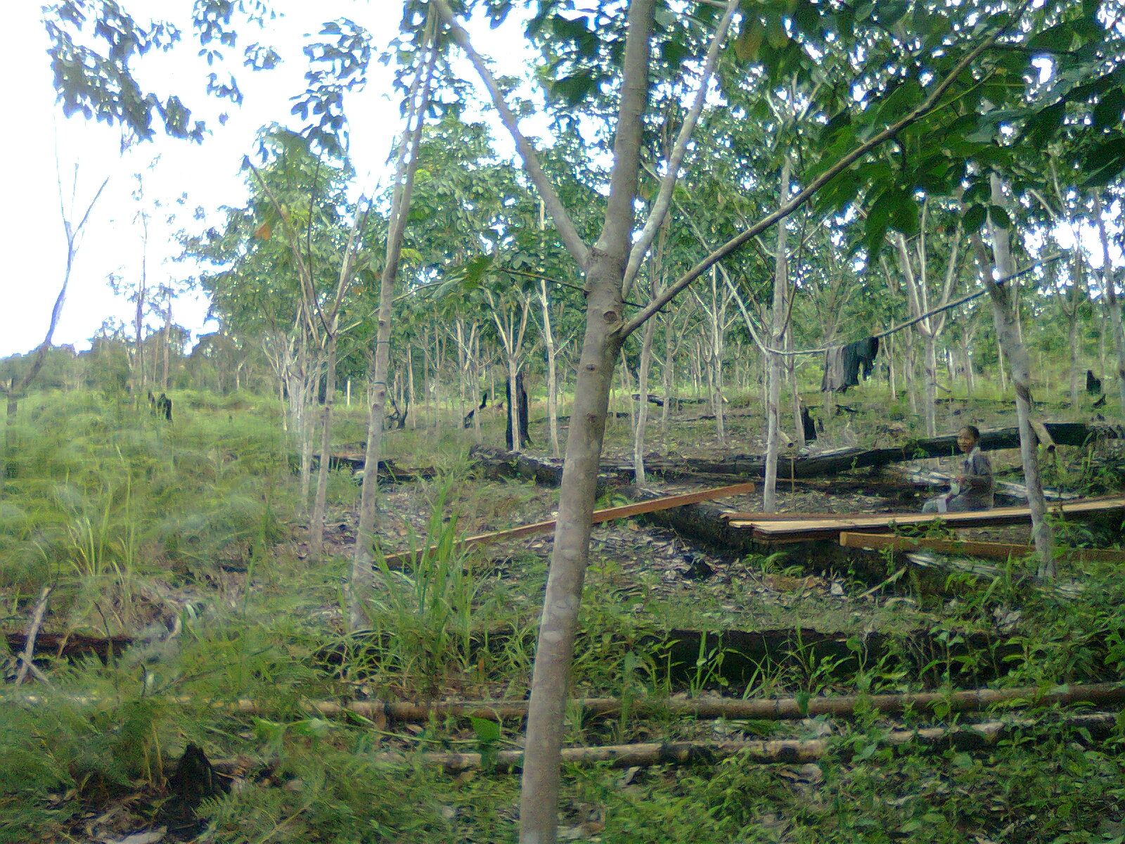 Alpius Merakai Kebun Karet di Bukit Penggilan