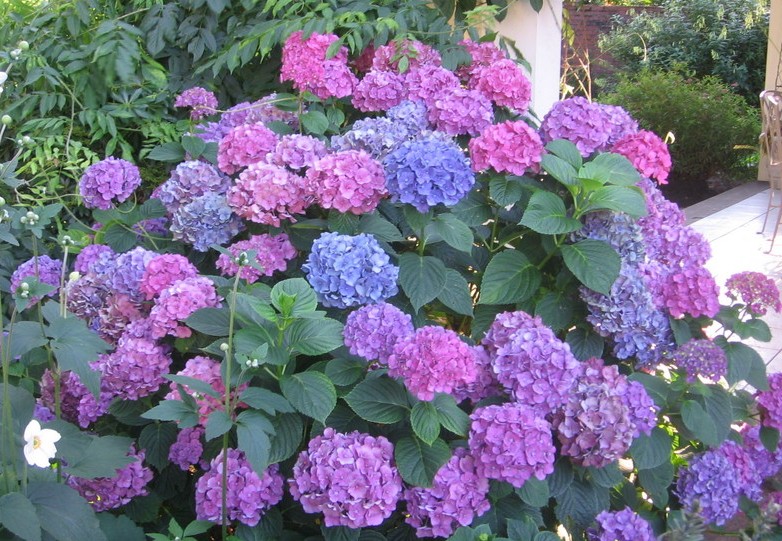 Hydrangea macrophylla being by far the most widely grown cultivars