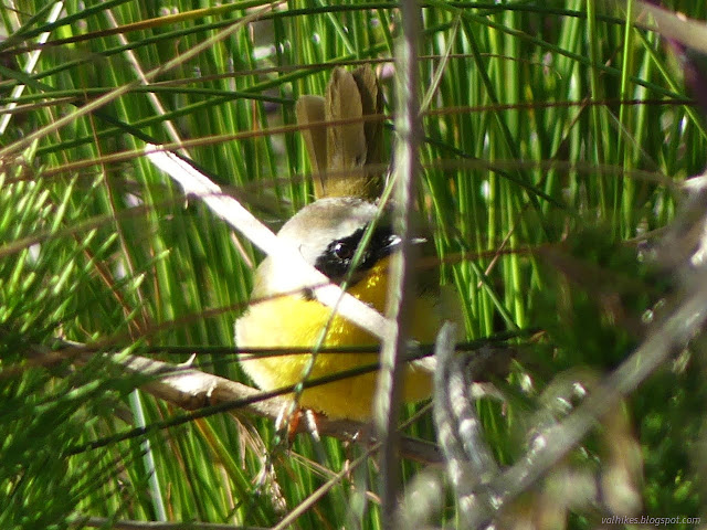 62: bright yellow bird