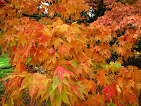 Westonbirt Arboretum