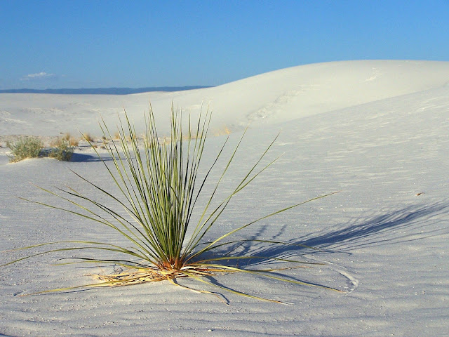 Yucca ensablé