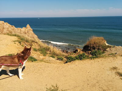 Dog Friendly Getaway in Montauk, New York,  Dogs are allowed at Camp Hero, Montauk Long Island, NY,  Pet friendly travel to Montauk, NY