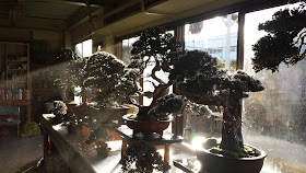 Indoor Bonsai on display during a cold winter day exposed to sunlight