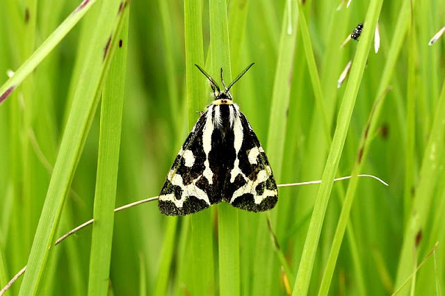 Wegerichbär, Parasemia plantaginis