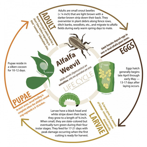 Weevils  Facts & Identification, Control & Prevention