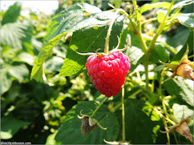 Applecrest Farm: Huertos de Frambuesas