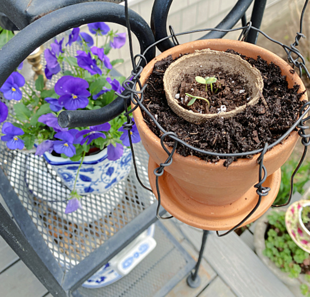 hanging planter with seeds and purple pansies