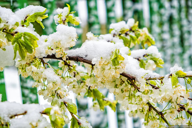 Цветущая ветка вишни под снегом