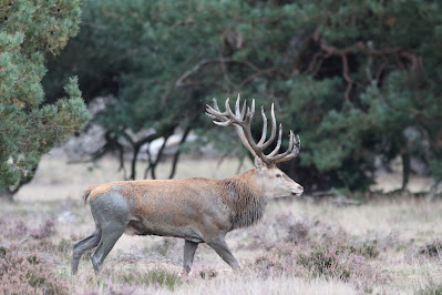 De Hoge Veluwe