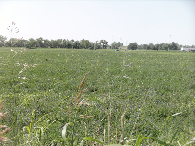 field of uncut hay