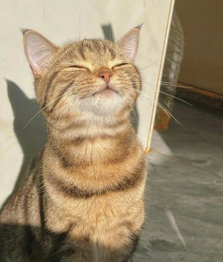 Gato tranquilo animales tiernos