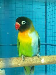 Cakepnya LoveBird: Warna Lovebird kacamata