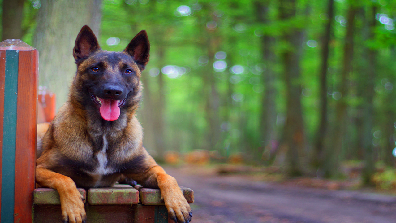 Berger malinois