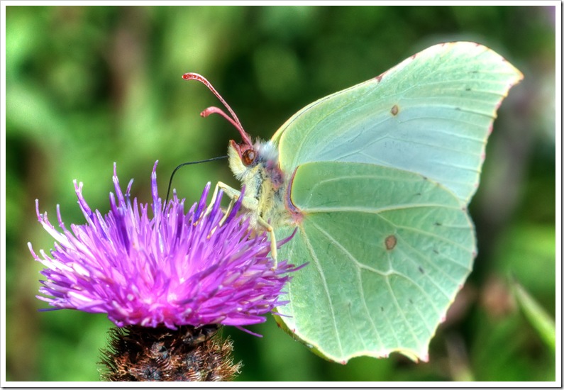brimstone butterfly feeding