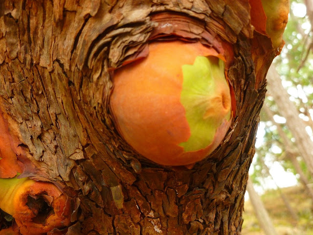 Arbutus tree at Neck Point Park (2013-08-17)